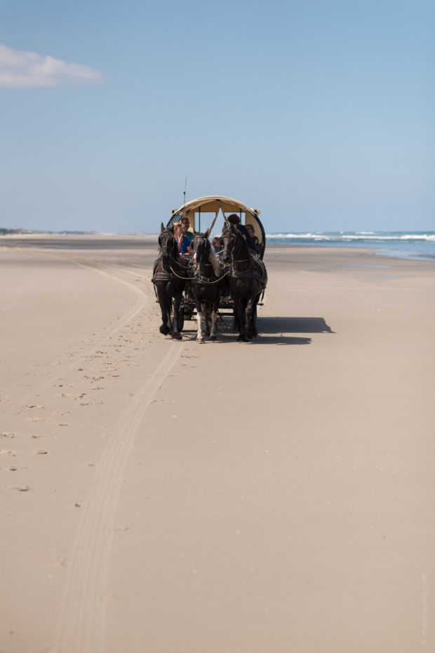 20170709 3915 620x929 - Beach Wagon Tour on Terschelling