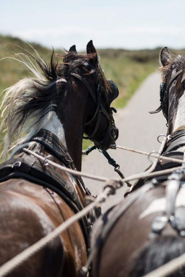 20170709 3941 620x929 - Beach Wagon Tour on Terschelling