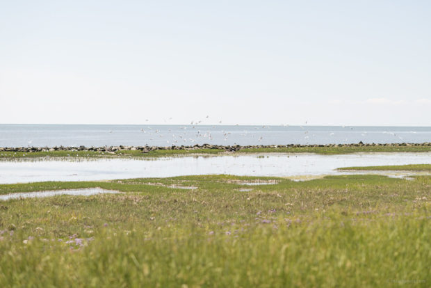 20170709 3952 620x414 - Beach Wagon Tour on Terschelling