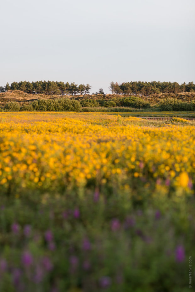 20170709 4037 620x929 - Terschelling by Bike