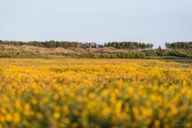 20170709 4039 270x180 - Terchelling Photography