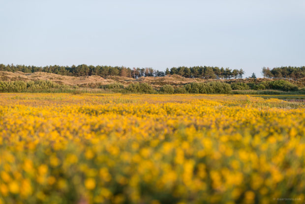 20170709 4039 620x414 - Terchelling Photography