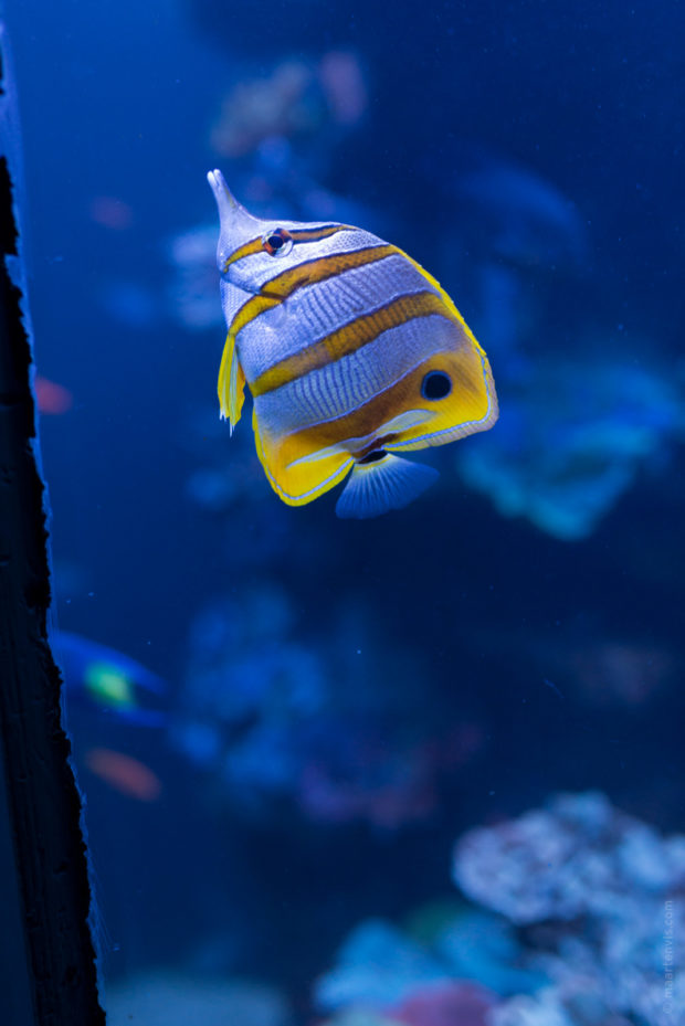 20170904 5314 Edit 620x929 - Palma Aquarium