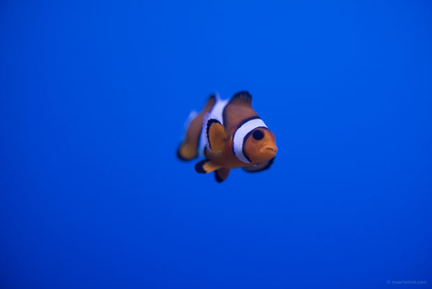 20170904 5356 620x414 - Palma Aquarium