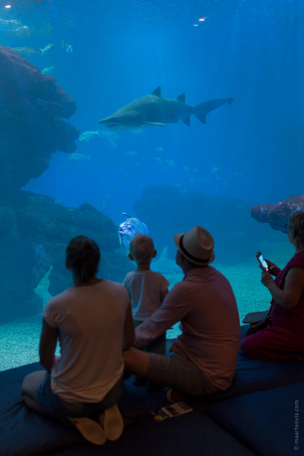 20170904 5631 620x929 - Palma Aquarium