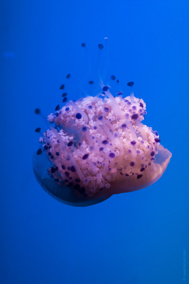 20170904 5672 620x929 - Palma Aquarium