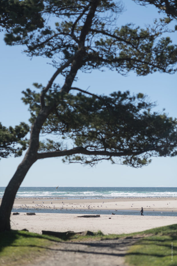 20180319 4286 620x930 - Chasing One-Eyed Willy in Cannon Beach