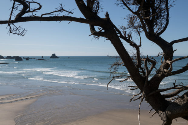 20180320 4549 620x413 - Hiking in Ecola State Park