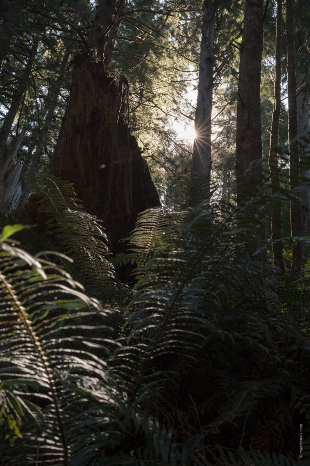 20180320 4599 620x930 - Hiking in Ecola State Park