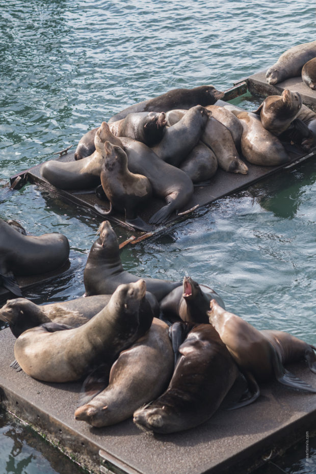 20180322 4860 620x930 - Newport and the Oregon Coast Aquarium