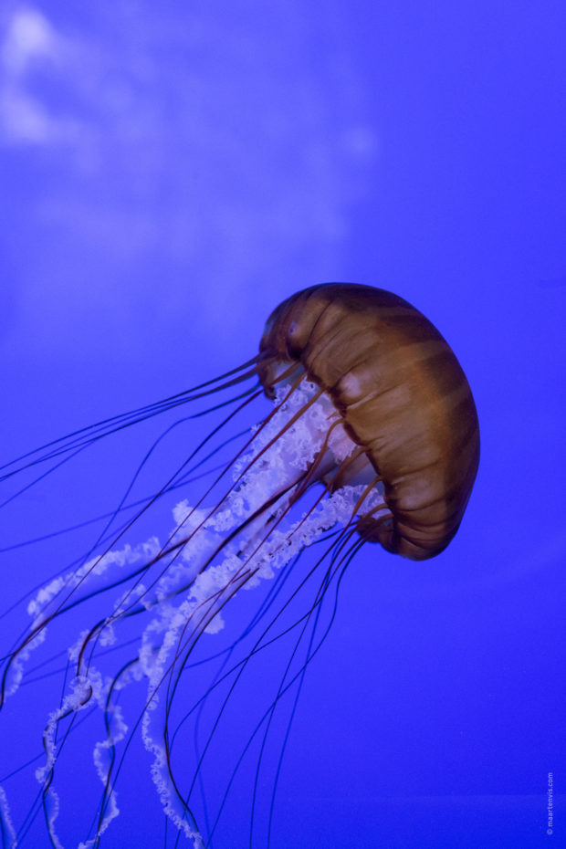 20180322 4921 620x930 - Newport and the Oregon Coast Aquarium