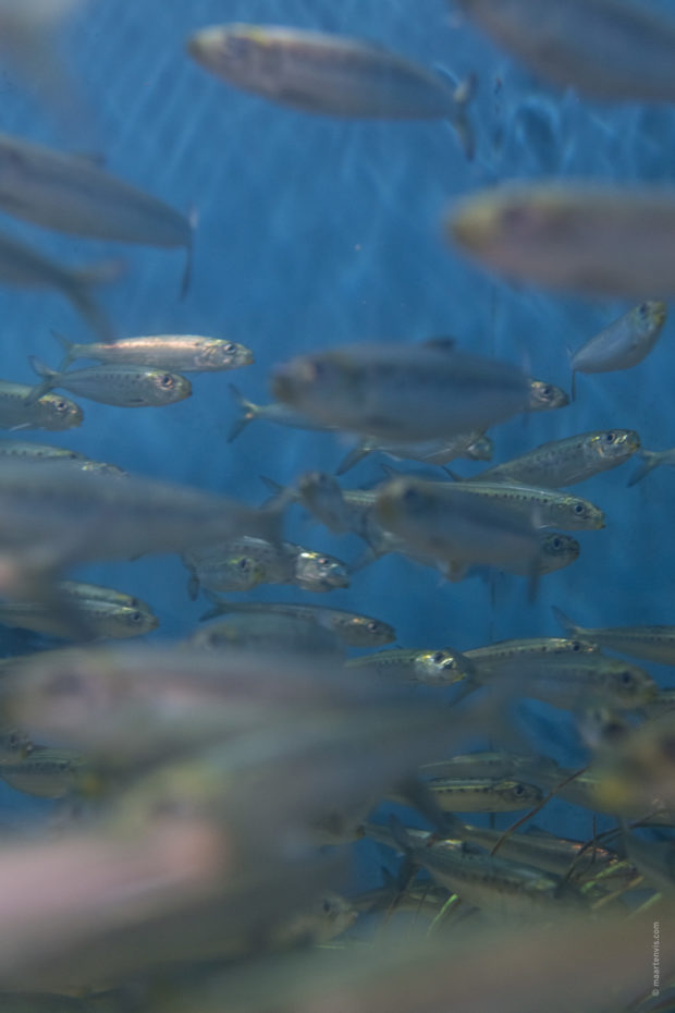 20180322 4931 620x930 - Newport and the Oregon Coast Aquarium