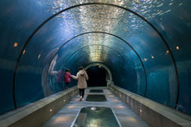 20180323 4960 270x180 - Newport and the Oregon Coast Aquarium