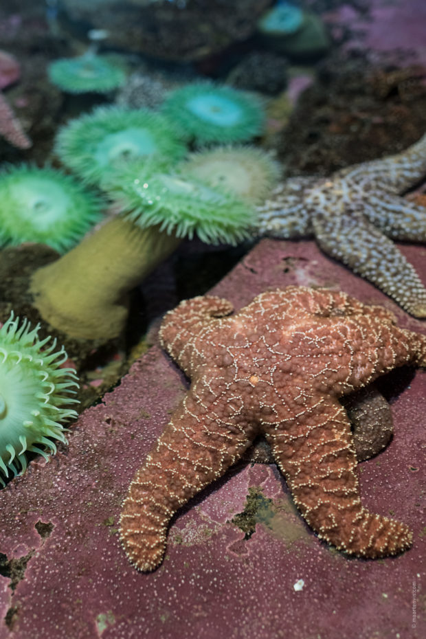 20180323 4977 620x930 - Newport and the Oregon Coast Aquarium