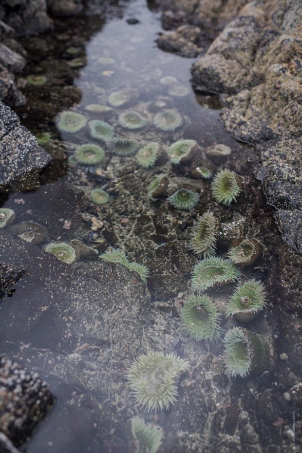 20180323 5031 620x930 - Blown Away at Cape Perpetua