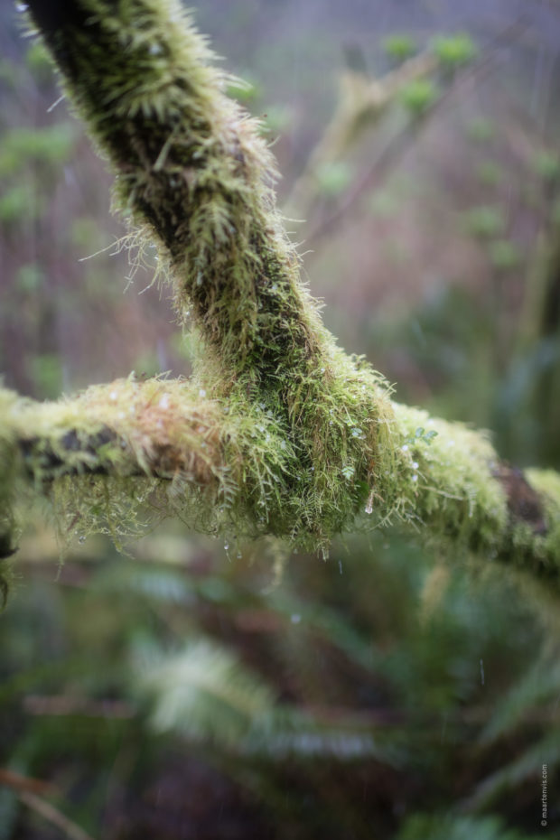 20180323 5057 620x930 - Hiking to the Giant Spruce