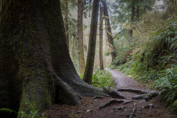 20180323 5068 620x413 - Hiking to the Giant Spruce