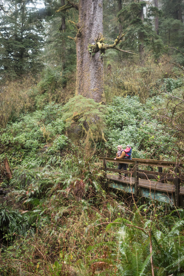 20180323 5072 620x930 - Hiking to the Giant Spruce